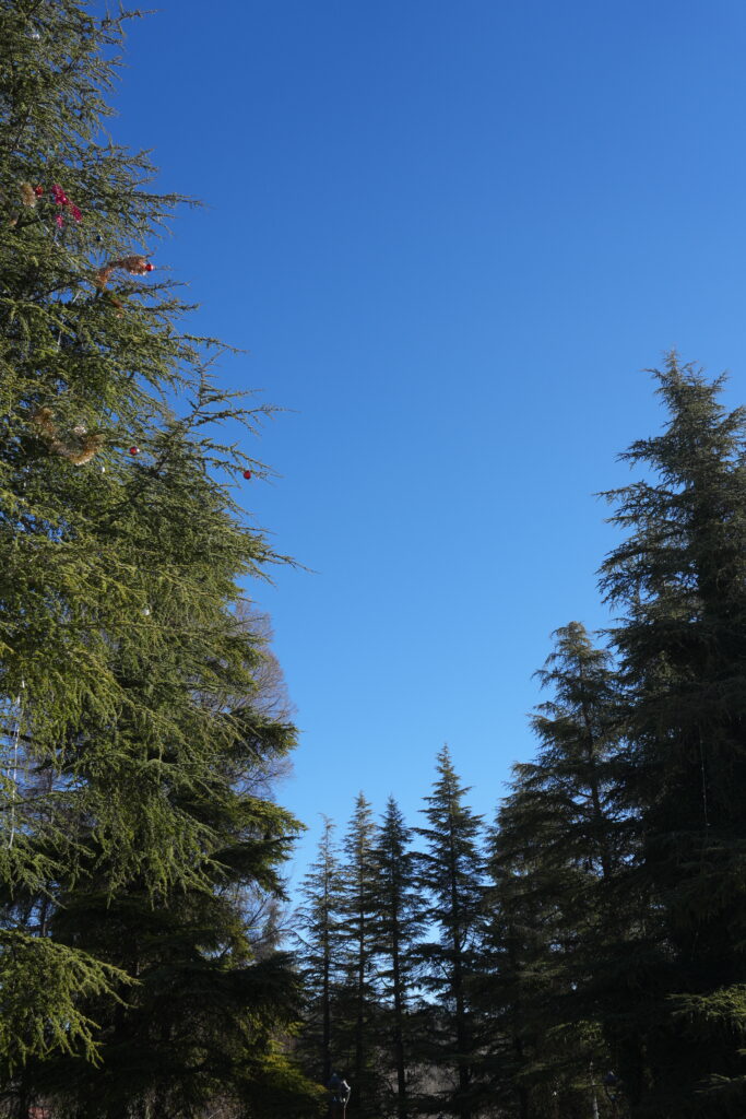 伊夫蘭Ifrane的雪松森林